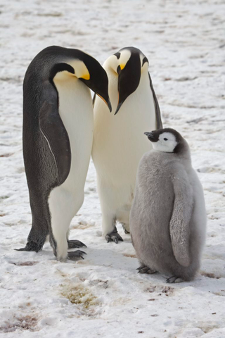 Adult emperor penguins and their chick on the sea ice close to Halley Research Station on the Brunt Ice Shelf.